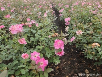 立春過后種植月季需要使用什么樣的土壤？