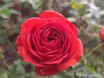 玫瑰？月季？薔薇？如何分清楚？情人節(jié)送的是什么？