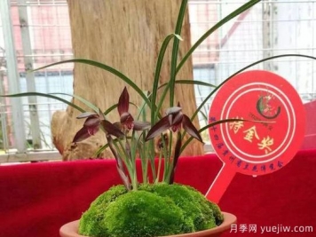 第十四屆貴州省蘭花博覽會(huì)