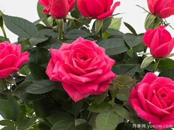 粉色詩人柯德娜月季