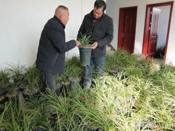 南陽西峽蘭花香飄正好，蘭花培育致富