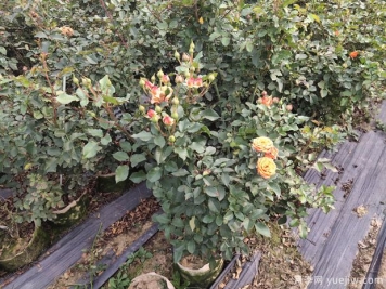 月季施肥過多燒根怎么辦？3個辦法妙手茁壯