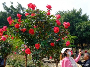 南寧南湖公園月季園2萬株月季競相綻放，美極了！