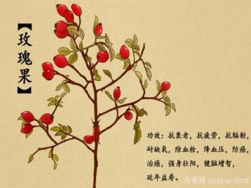什么是玫瑰果？玫瑰果9大功效作用