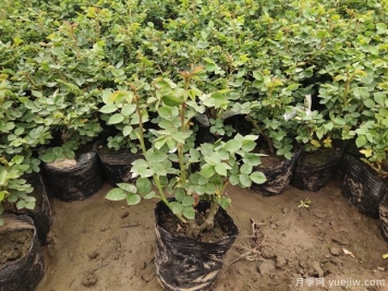 月季施肥過量產生肥害如何補救？用對方法輕松解決