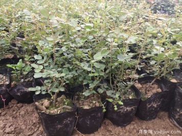 月季容器苗應(yīng)該如何施肥？方式做好效率高