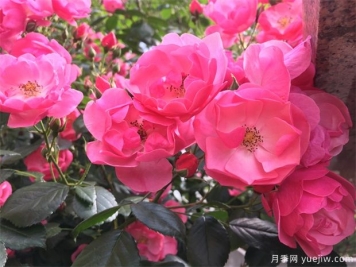 月季八大種類詳解，了解月季如何使用