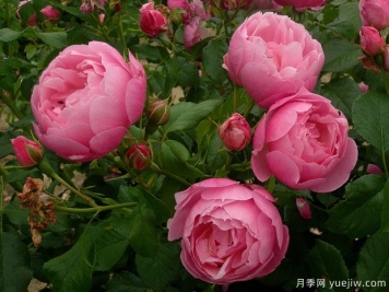 瑪麗芭蘭詩派樂月季的優(yōu)缺點是什么？