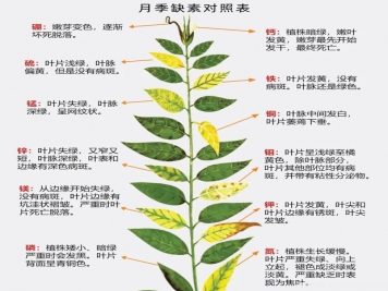 月季應該用什么樣的肥料？月季全年用肥技巧精簡版