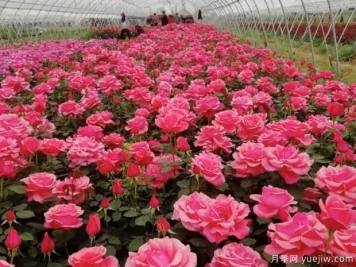養(yǎng)花絕不外傳的8個(gè)絕招