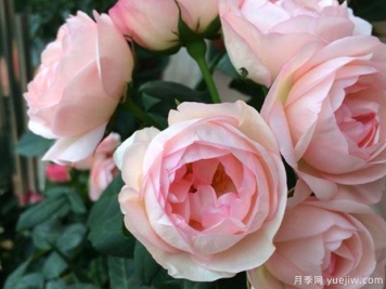 草莓杏仁餅月季的優(yōu)缺點是什么？
