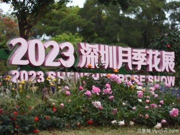 2023年深圳月季花展開幕，數(shù)萬株月季驚艷盛放