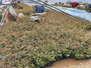 三月大暴雪，南陽月季大棚遭受重大損失