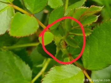 月季盲芽的識別與原因，要不要抹芽？