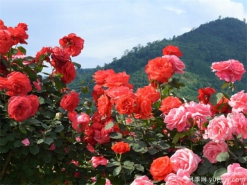 園林苗木行業(yè)必知的專業(yè)術(shù)語，還有哪些不知道？
