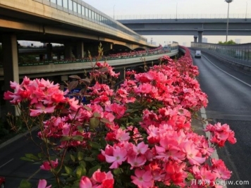 30萬株新品種，杭州高架月季會(huì)帶來什么樣的驚喜？