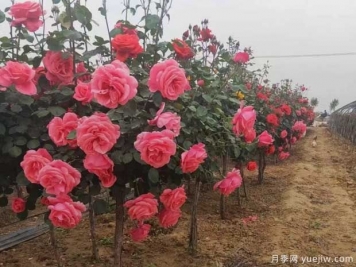 重慶樹狀月季美麗盛開，進(jìn)入花期