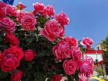 曲靖麒麟?yún)^(qū)樹狀月季花開成錦，芬芳四溢