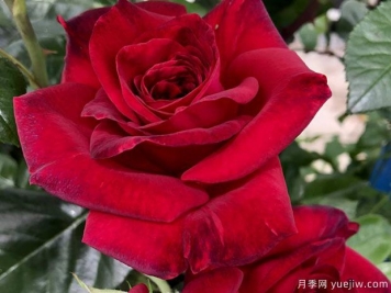 玫瑰先生月季的觀賞美麗和養(yǎng)護(hù)指南