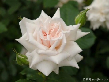 碧翠絲波特月季