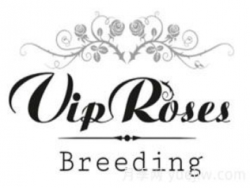 月季育種家：荷蘭VIP Roses月季苗圃