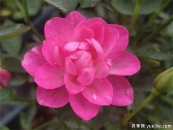 開花機器看微月，推薦12種微型月季品種