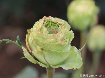 神秘清新脫俗超仙，推薦6種綠色月季品種