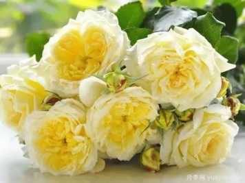 蒂薩內(nèi)月季/草藥茶月季