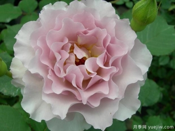 新浪潮月季優(yōu)缺點(diǎn)分析，波浪邊紫色花