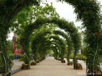 淮南焦崗湖月季花會(huì)，正是一年好風(fēng)景