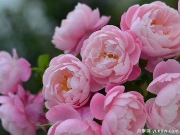 瓶插切花月季該如何選擇？讓玫瑰滿屋飄香