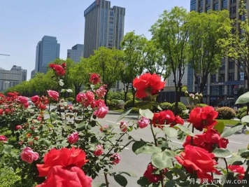 西安月季花開滿城艷，精細管養(yǎng)打造城市景觀