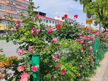 唐河月季滿城絢麗，美化泗州靚麗景觀