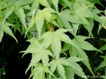 雞爪槭、三角楓、紅楓的區(qū)別辦法和圖片
