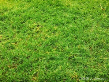 夏季鋪草坪發(fā)黃干枯，如何提高草皮鋪植成活率？