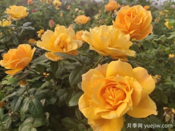 養(yǎng)殖月季的6個實用小技巧，輕松賞花