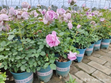 秋季養(yǎng)月季花，禁用4種肥料，這是“奪命肥”