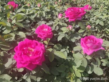 月季株形知識：微月、灌木、藤本、可藤可灌、株型緊湊
