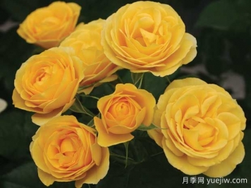 陽(yáng)光絨球月季/黃色絨球
