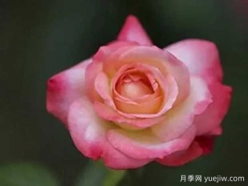 天國鐘聲月季的優(yōu)缺點是什么？
