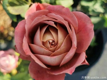 地球末夜月季的優(yōu)缺點(diǎn)是什么？