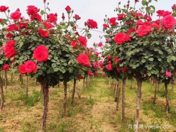 88個(gè)花卉知識(shí)點(diǎn)術(shù)語(yǔ)，園林人需要知道