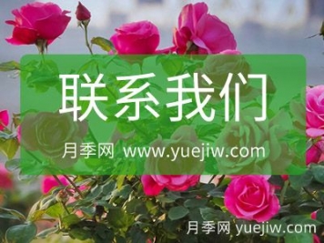 聯(lián)系月季網