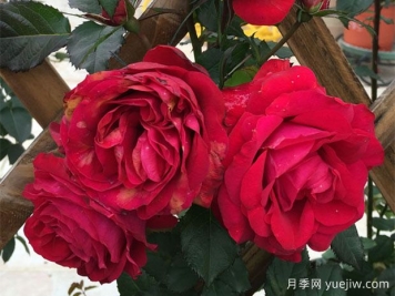 月蝕王陽臺(tái)月季