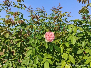 2米高粉龍?jiān)录揪W(wǎng)片批發(fā)，打造爆款花墻