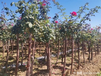 秋季花木移栽時(shí)間和注意措施有哪些？