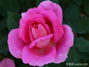 香戀月季