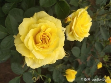 月季遇梅雨季怎么管理？做5個(gè)措施，再也不怕積水爛根