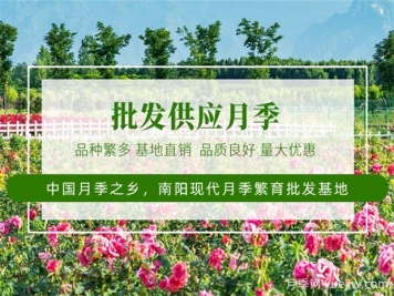 月季最新批發(fā)價格表，2025年4月月季網(wǎng)行情報價