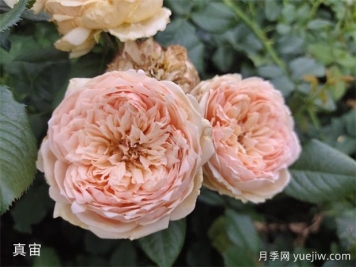 月季的耐熱三寶，夏天隨便養(yǎng)，開花時美到爆